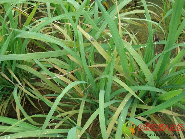 水稻缺锌症状图片图片