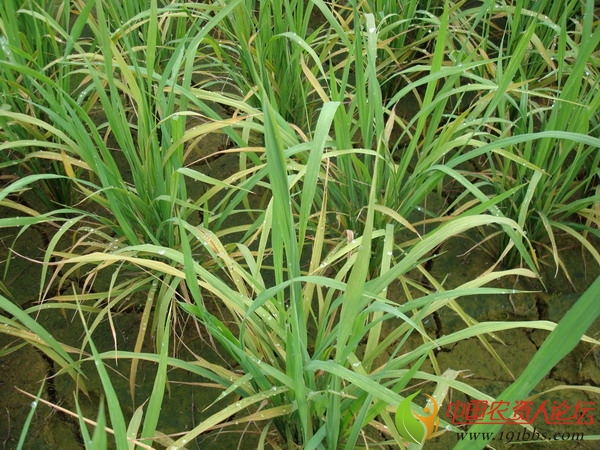 水稻缺锌是什么症状图片