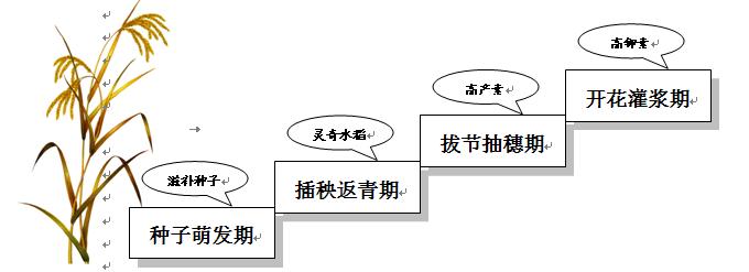 水稻生长的思维导图图片