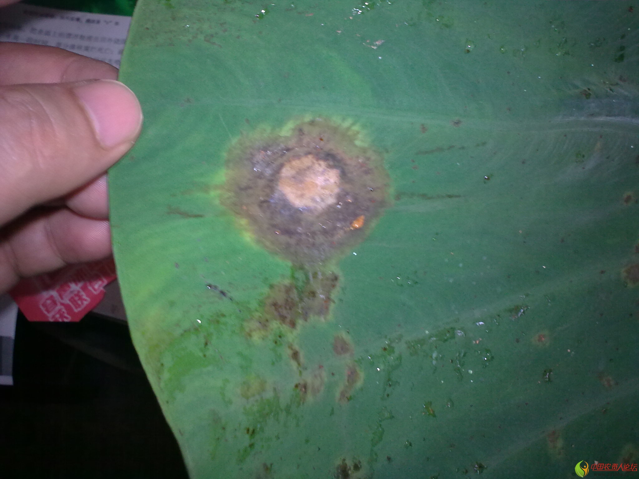 芋头细菌性叶斑图片图片