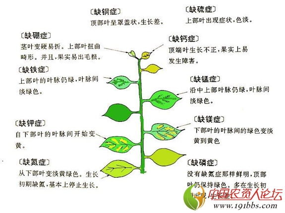 缺素症状快速识别