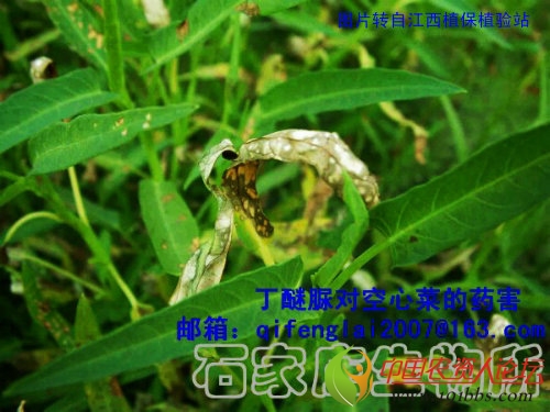 关于氟铃脲在棉花上药害的问题我的看法