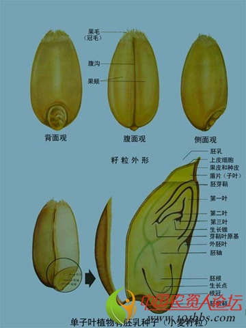 小麦种子结构示意图图片