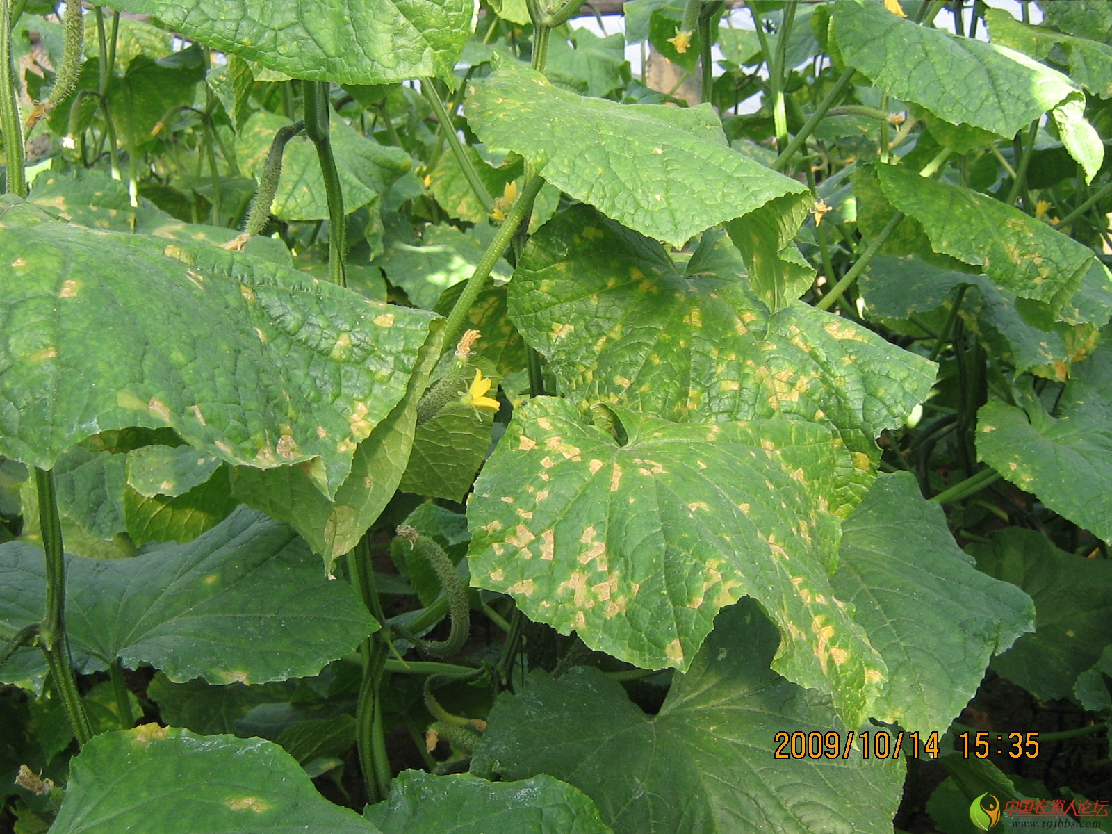 黄瓜氮肥过量危害图片图片