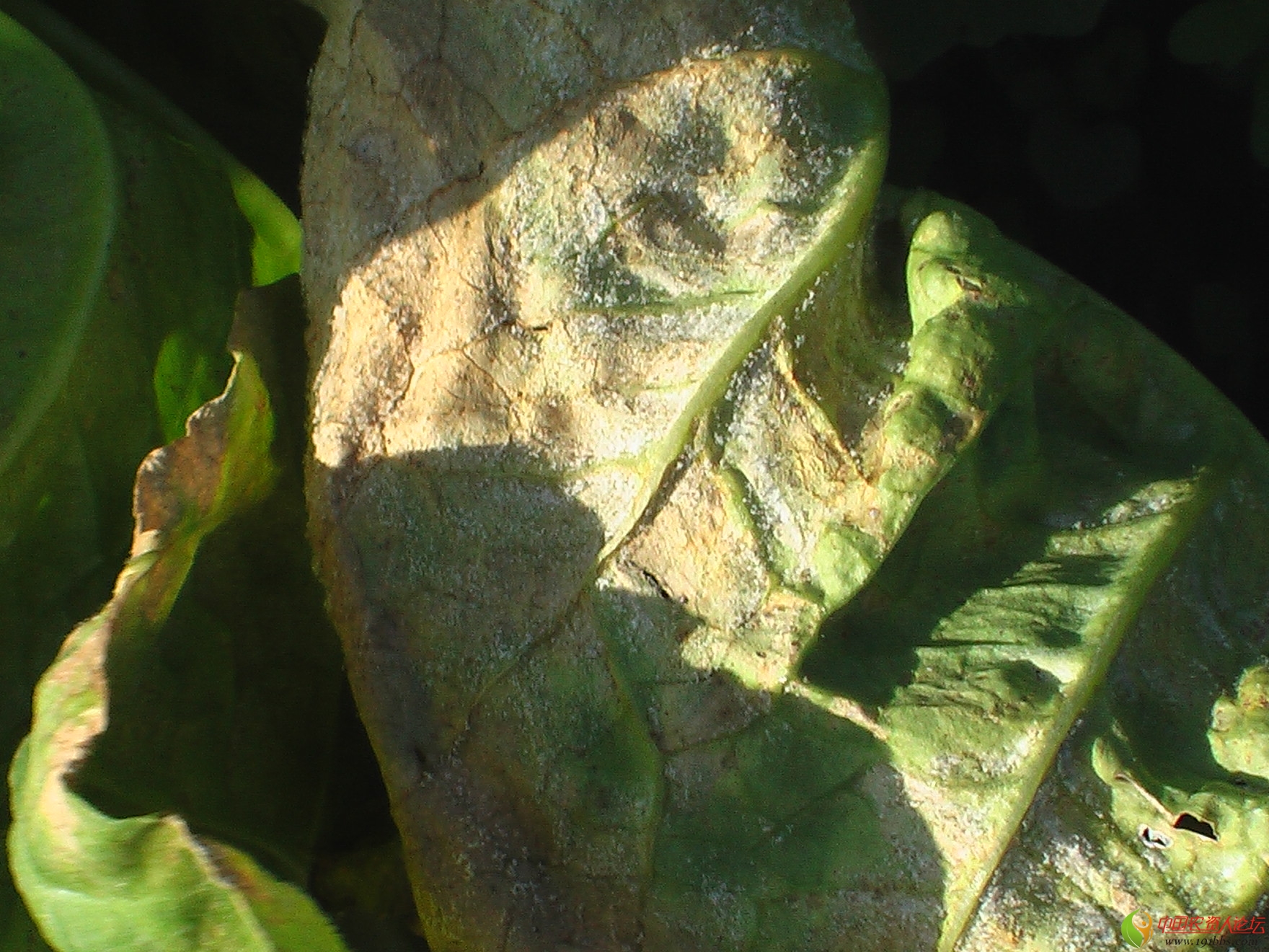 小白菜角斑病,霜霉病.细菌性黑斑病?请高手鉴定