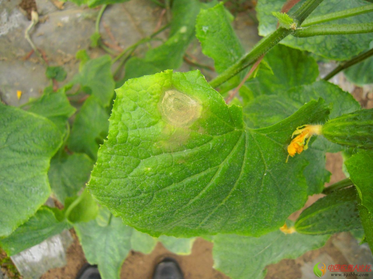 最新拍摄黄瓜灰霉病