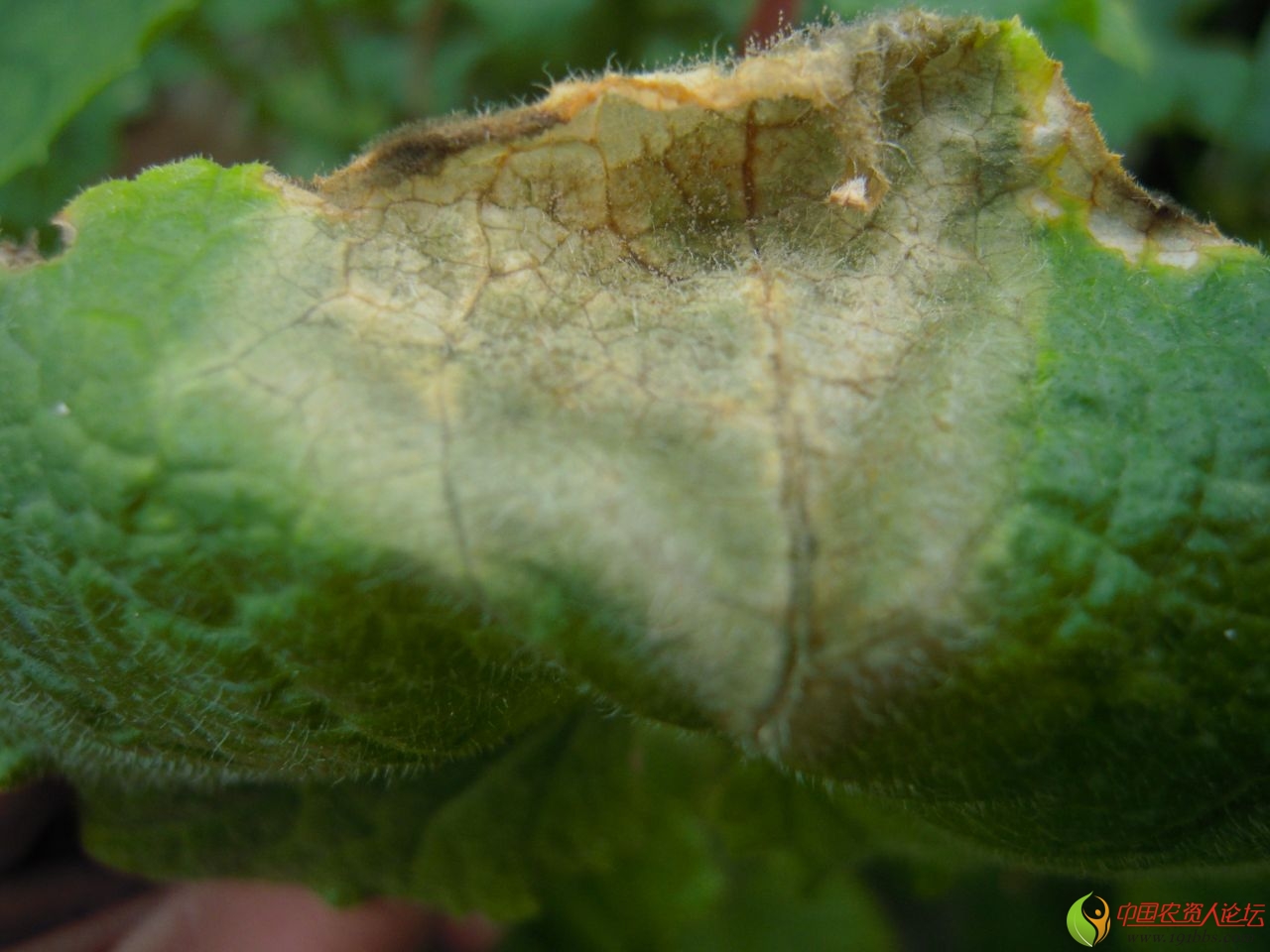 最新拍摄黄瓜灰霉病