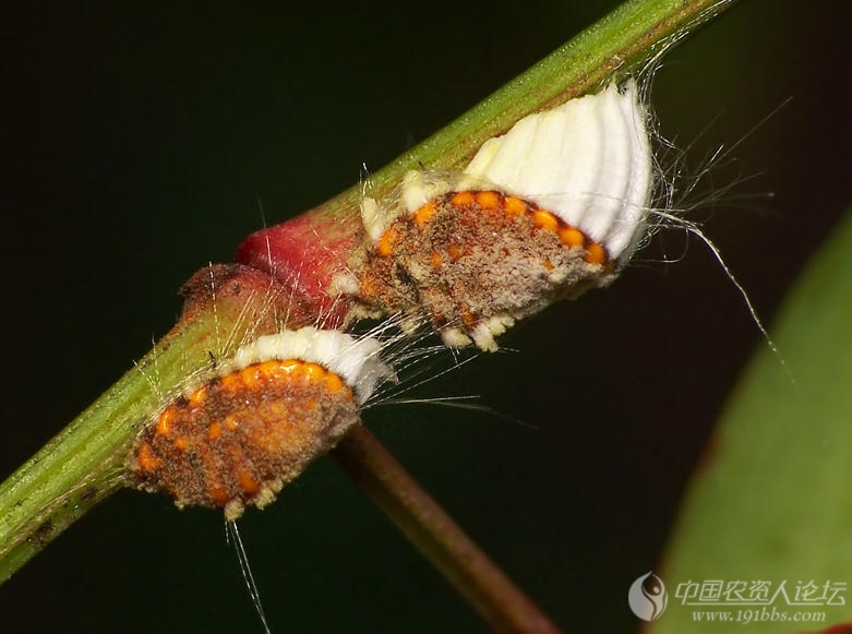 介壳虫高清晰图片