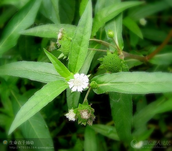 四川常见杂草每天传一点