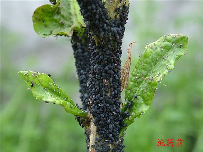 刺蝨蚜針對抗性蚜蟲飛蝨白粉蝨薊馬等刺吸式害蟲