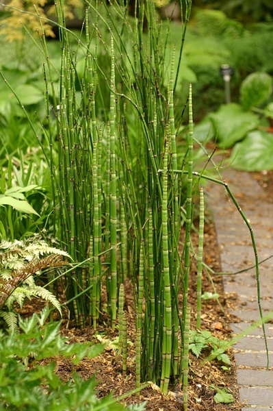 什么除草剂可以苗后打节节草