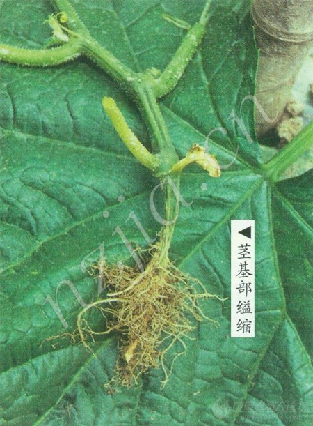 黄瓜疫病图片配文字说明【超清晰】