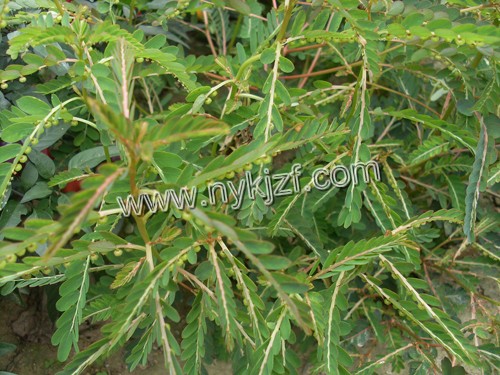 医肝灵草珍珠草种子