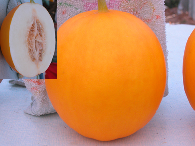 供应红皮大果甜瓜种子金瑞红