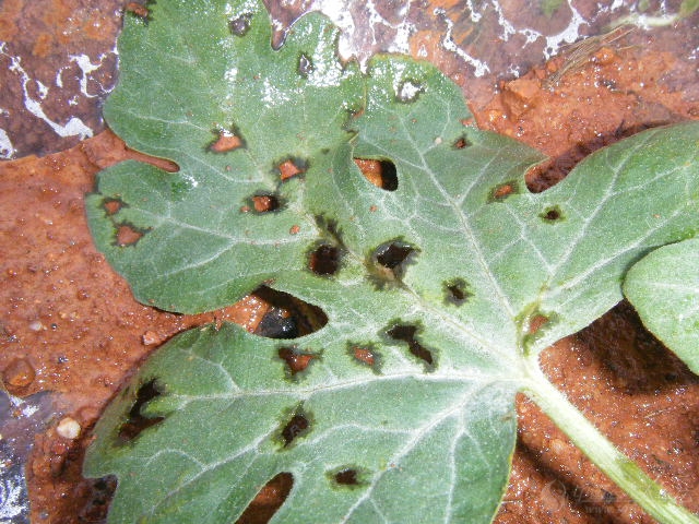 向西瓜高手求教病害--是细菌性角斑病吗?