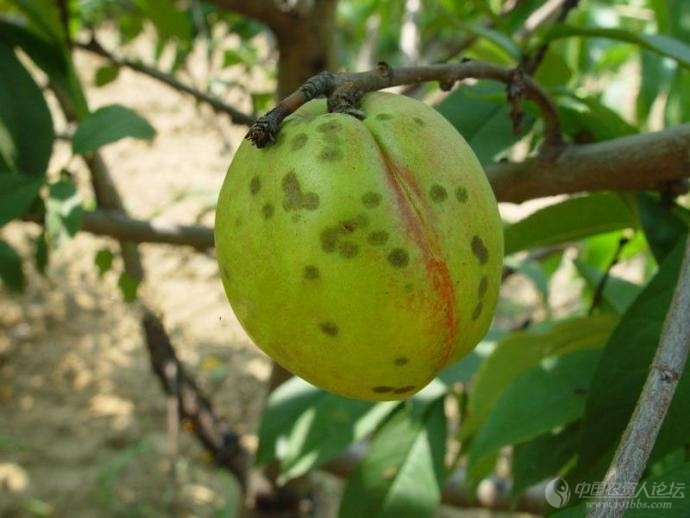 桃树缺磷症状图片图片