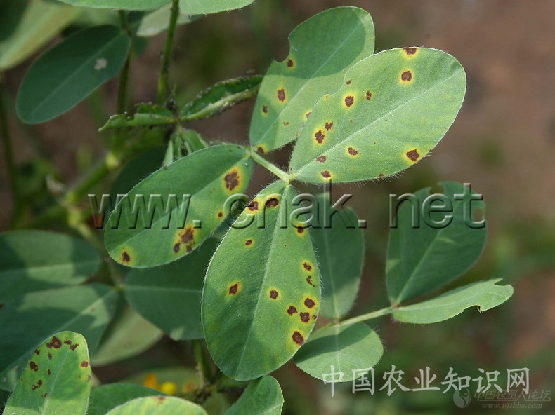 花生病害大全 高清 植保技术 191农资人 农技社区服务平台 触屏版