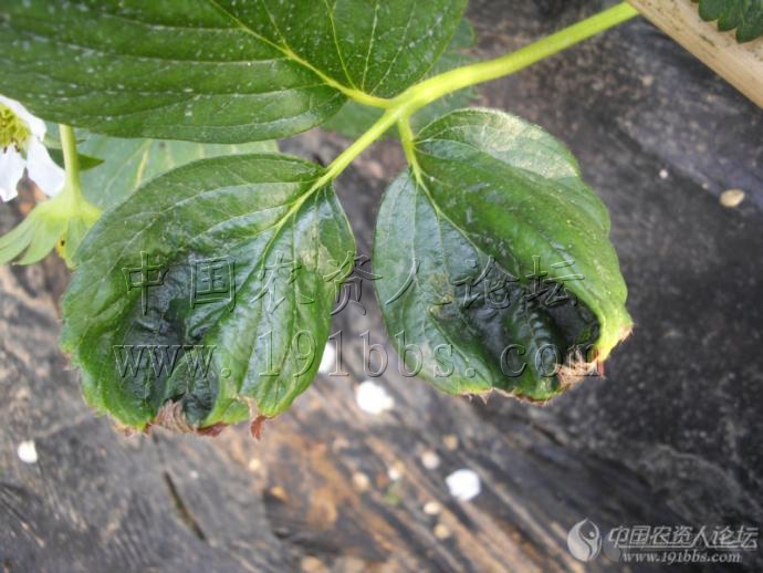 草莓根部肥害及缺钙(新出炉)