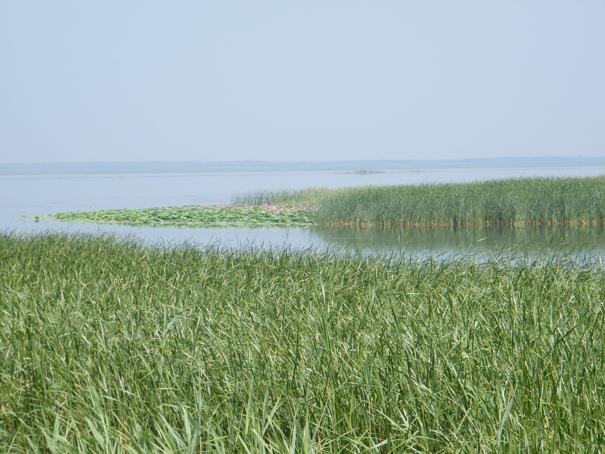 夏日衡水湖