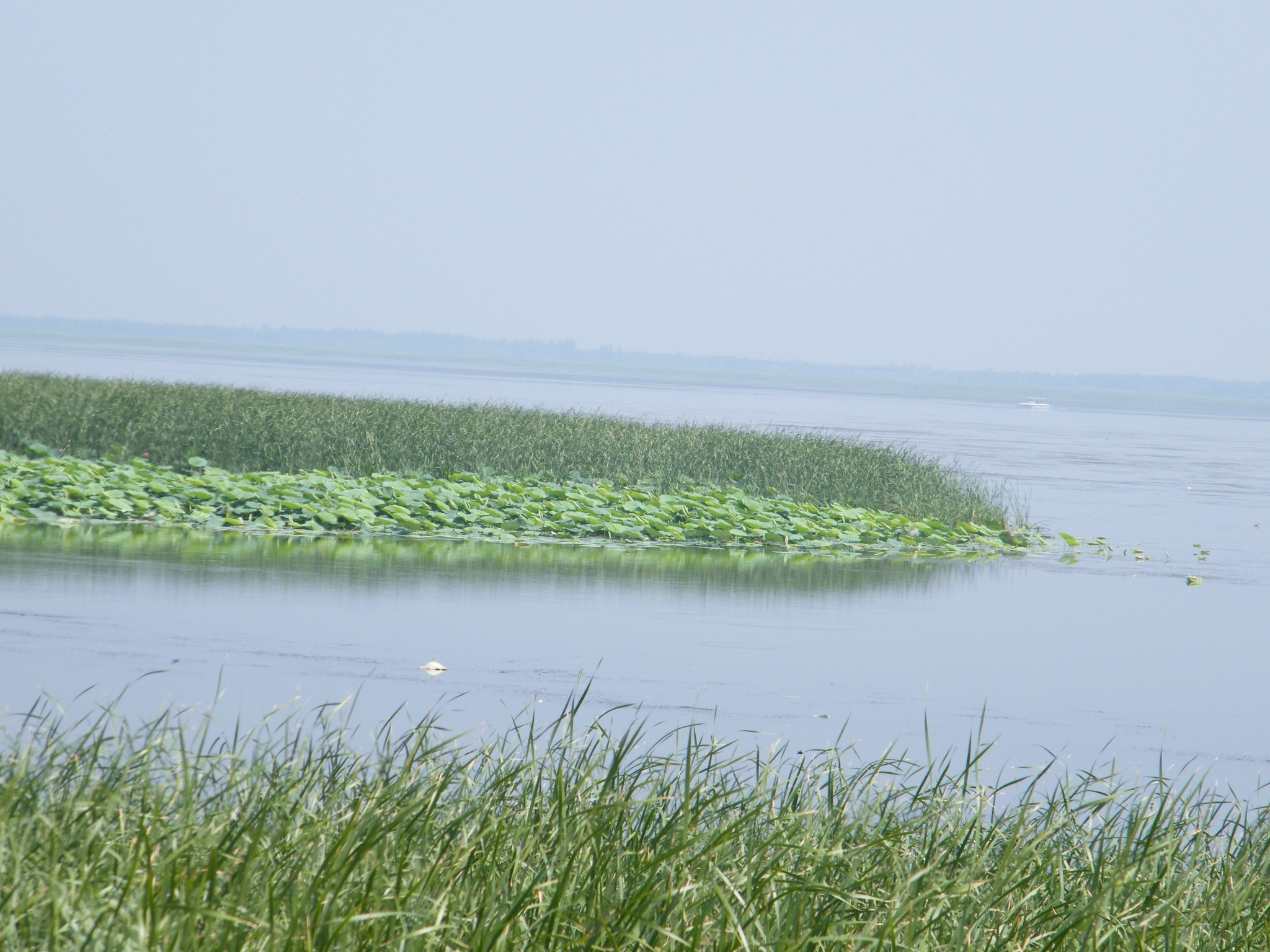 夏日衡水湖