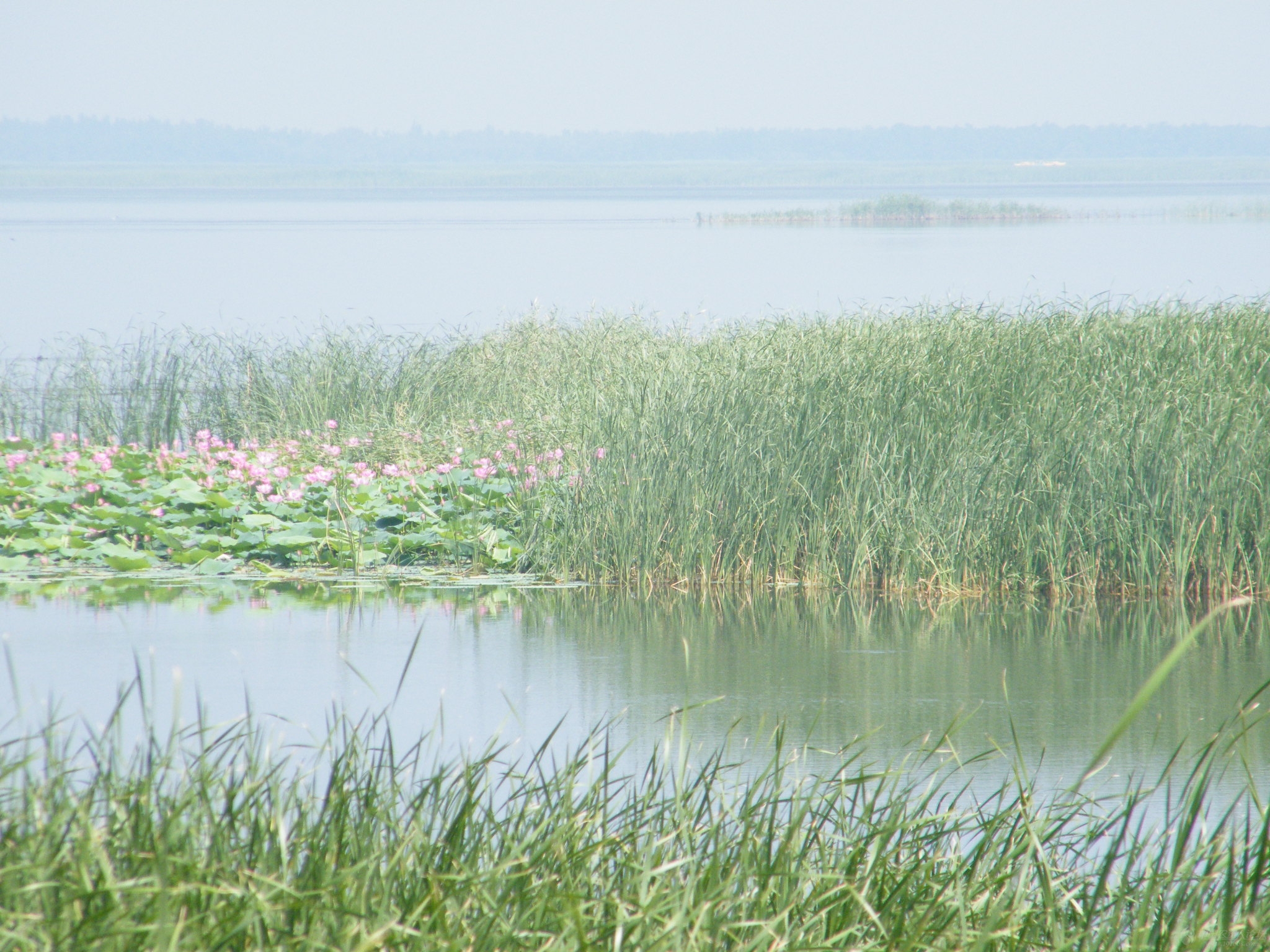 夏日衡水湖