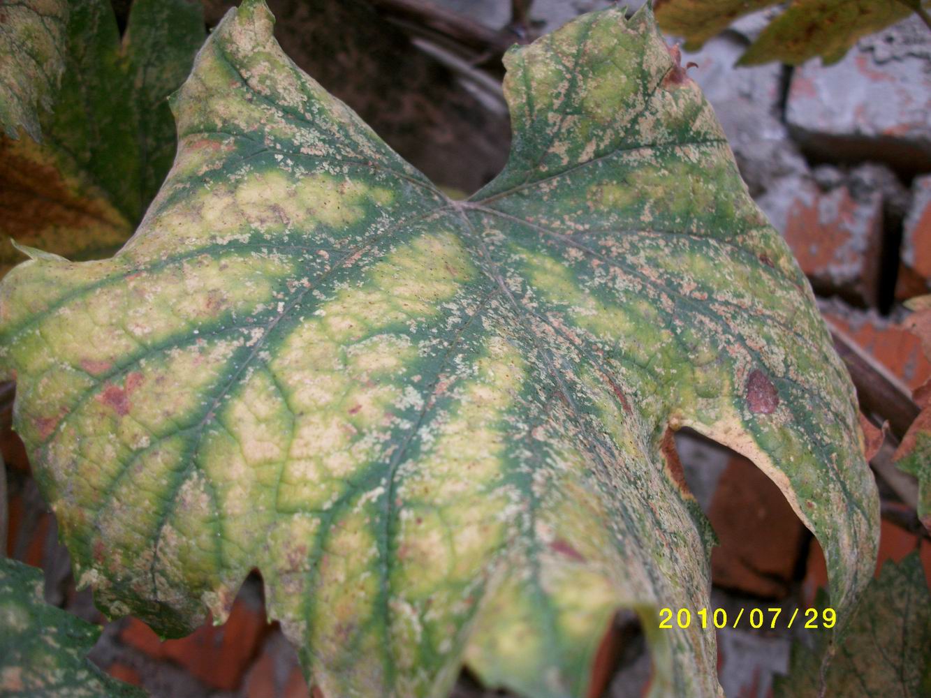 葡萄缺锰(附图)