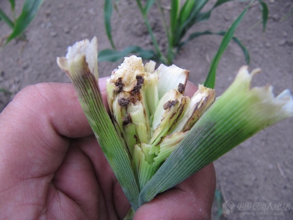 玉米金针虫成虫图片图片