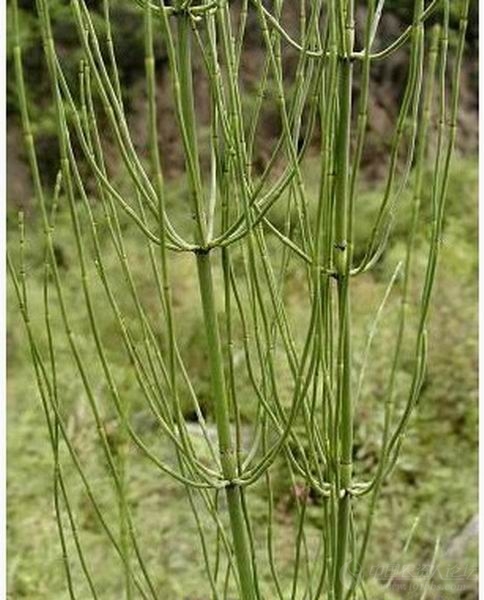 节节草木贼和问荆附图