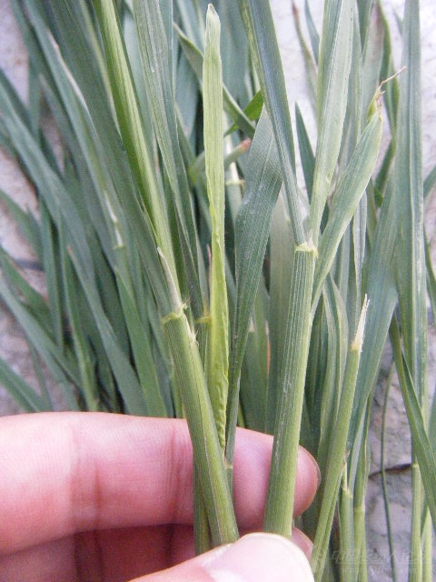 一晚田的南方水稻黑条矮缩病