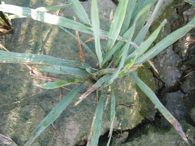 一晚田的南方水稻黑条矮缩病