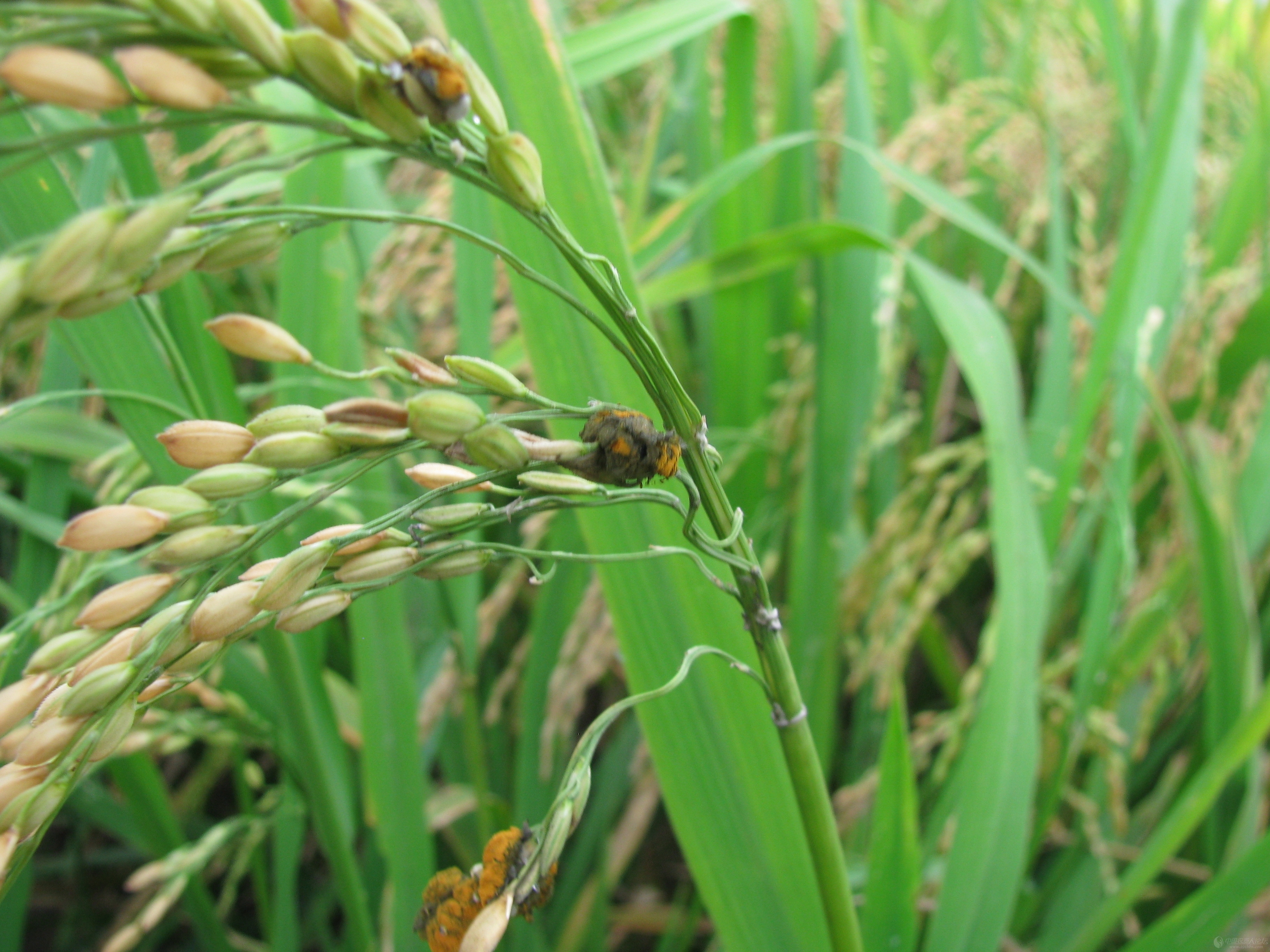 老关高清系列,江西余干收获期的水稻稻曲病原创照片,,请支持农币!