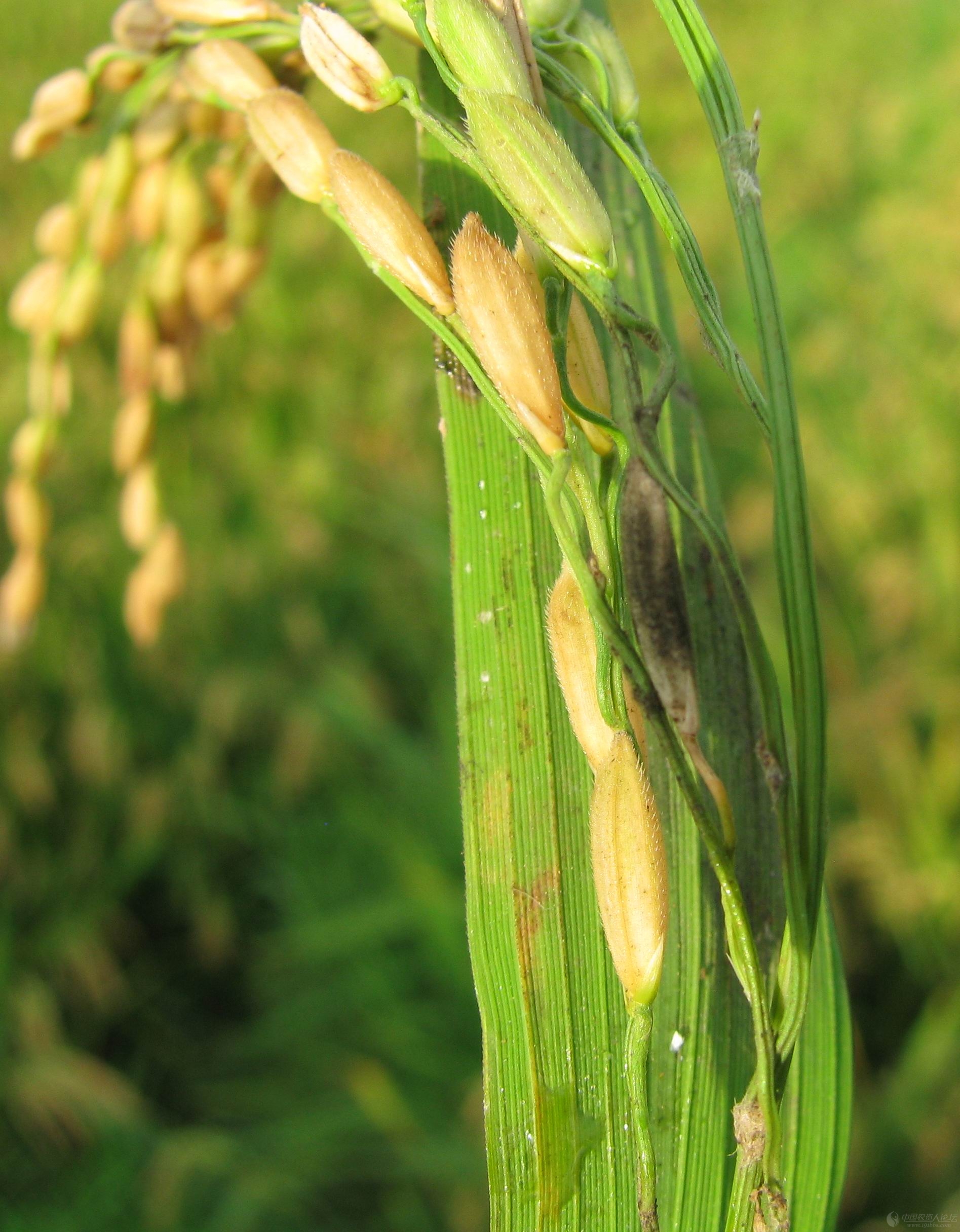 老关高清系列,江西余干收获期的水稻稻曲病原创照片,,请支持农币!