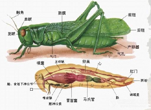 蝗虫的后足图及其名称图片