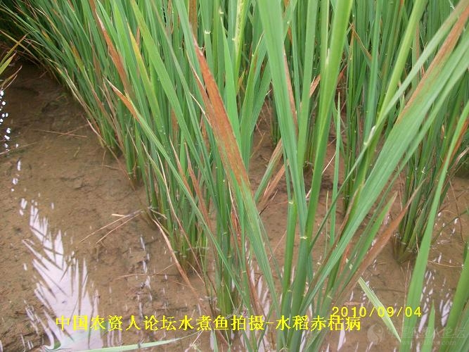 水稻赤枯病(附图)