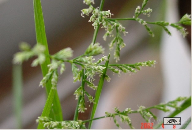 请问硬草的茎基部是红色扁平的吗