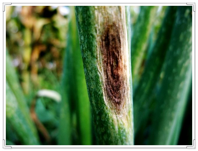 大葱紫斑病照片