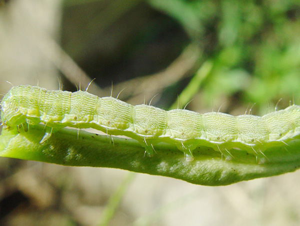 棉铃虫有图片的