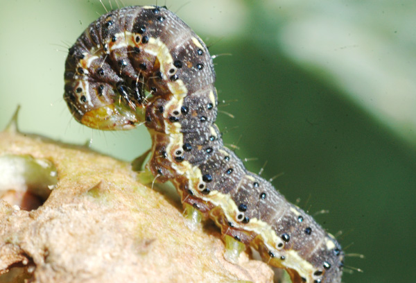 棉铃虫有图片的