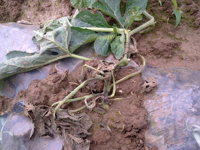 西瓜蔓枯病图片