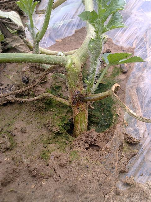 西瓜蔓枯病图片