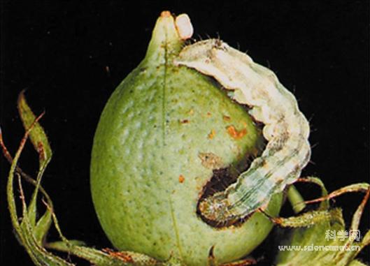 求助 棉铃虫与甜菜夜蛾的区别