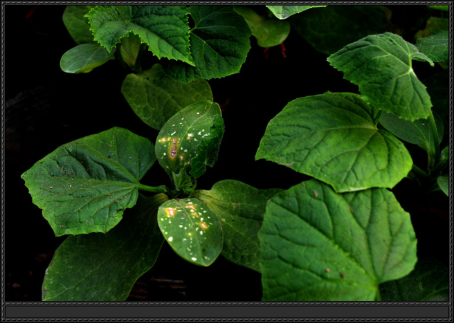 普力克在黄瓜子叶上的药害