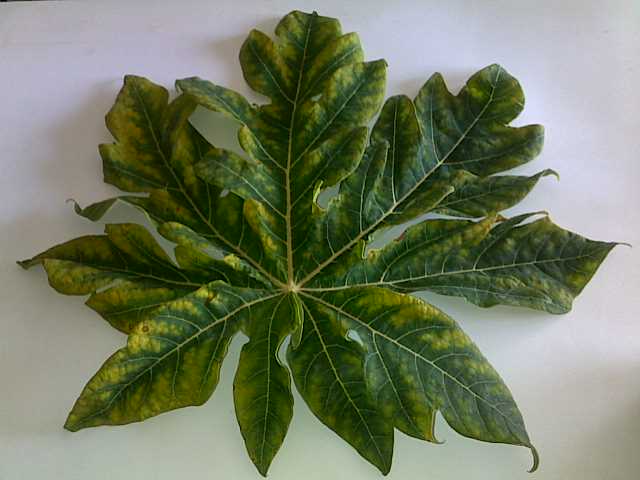 [瓜果类]求助木瓜病害