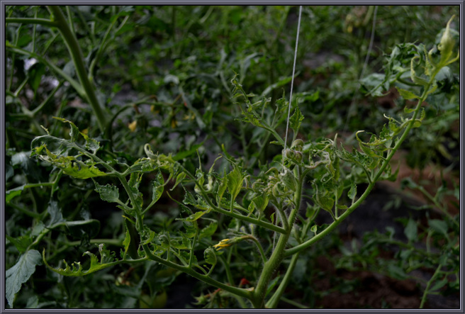 番茄蕨叶病毒病的照片