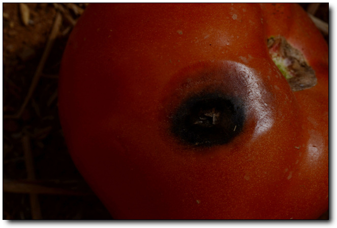 番茄果实黑斑病照片