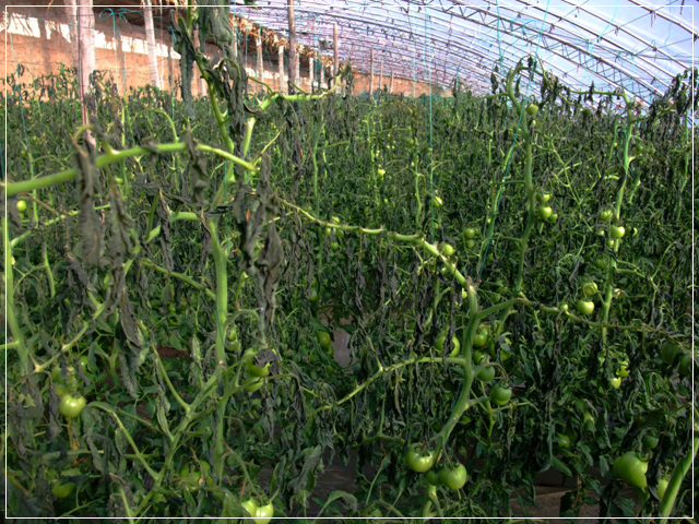 温室番茄冻害的照片