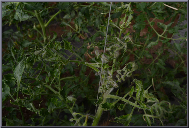 番茄蕨叶病毒病病症图片