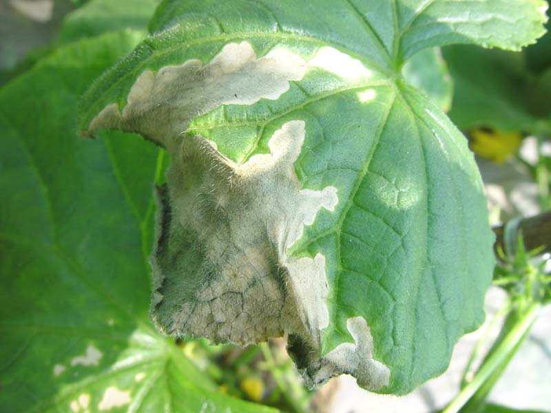[黄瓜]鉴定:求高手,这是黄瓜什么病害