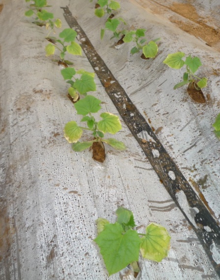 [黄瓜]黄瓜肥害典型图片供大家学习