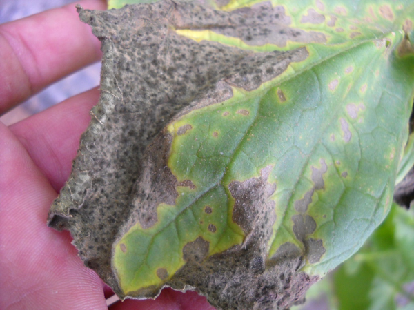 甜瓜叶霉病的鉴别与防治技术